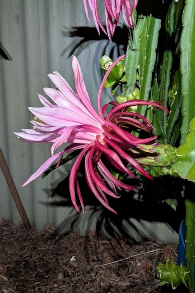 Day Flower
